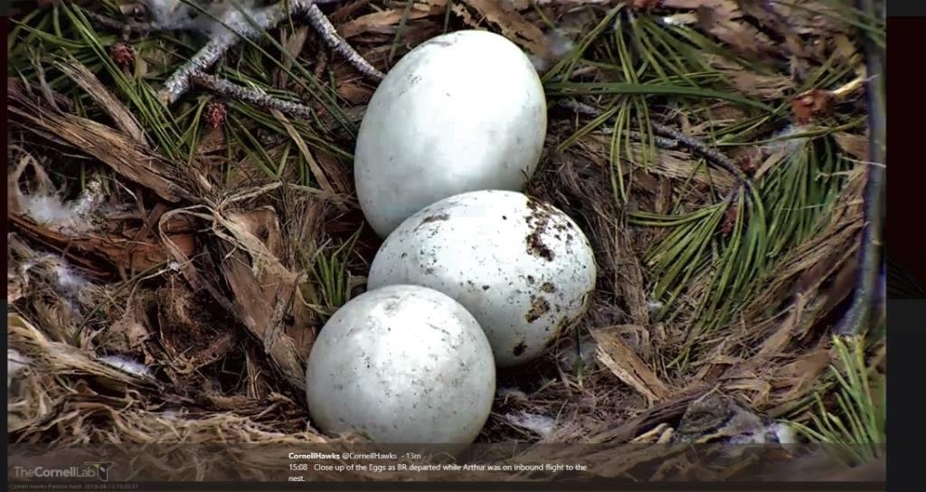 Red tailed Hawk eggs