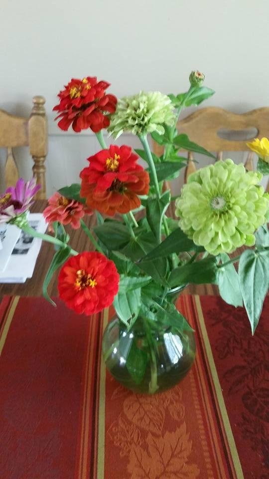 The last of my zinnias for the year