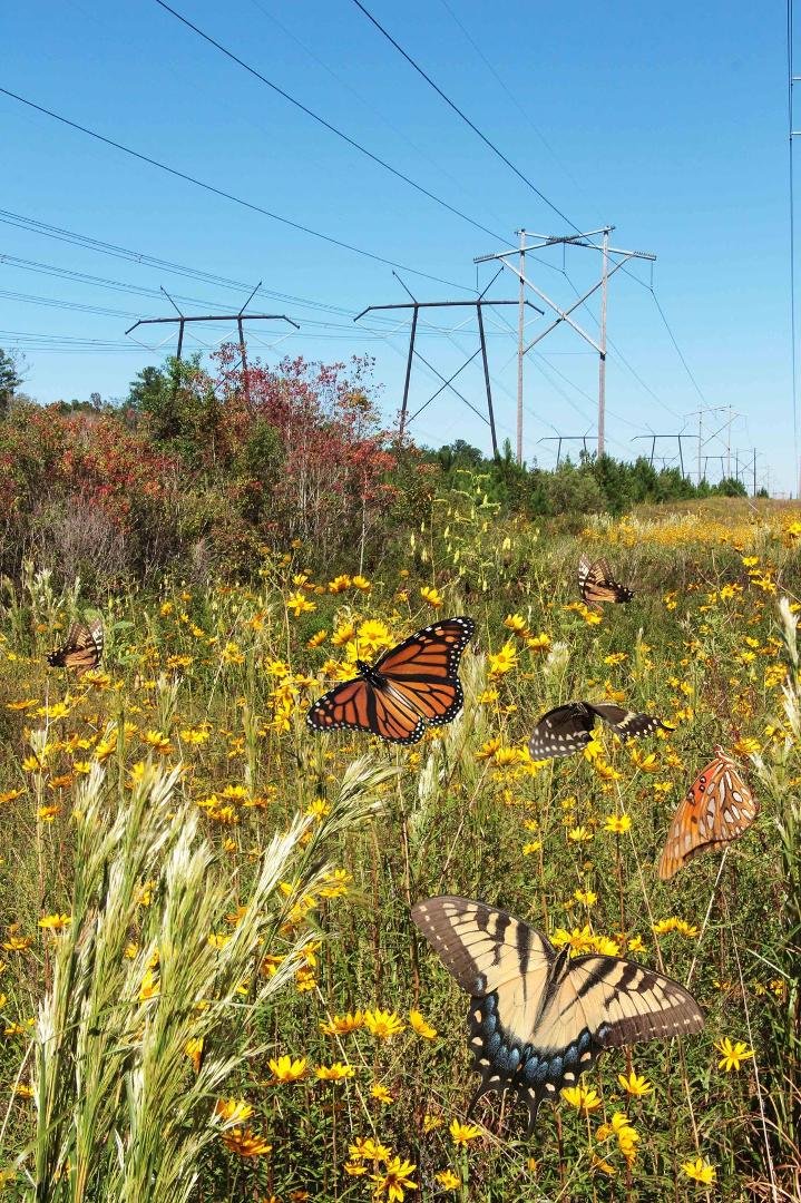 Each Butterfly takes any where from 5 hours to 10 hours to clean -up and add.