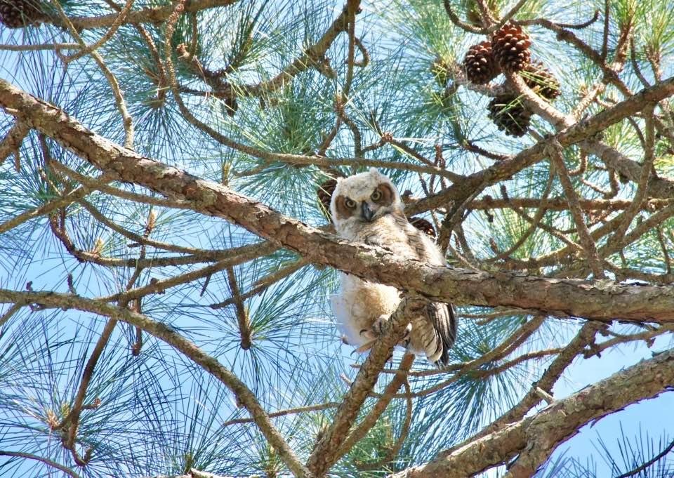 Here's the second owl. Thanks Carol.