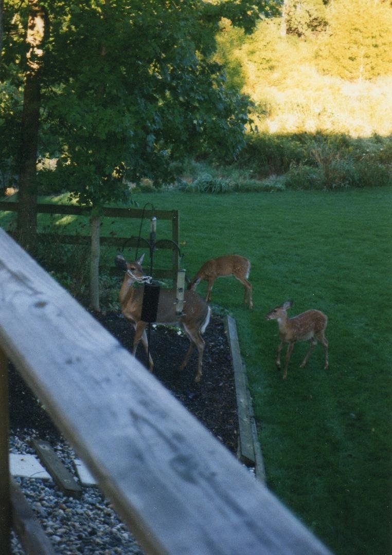 Our back yard and field, 1990s, outside of Ft Wayne.