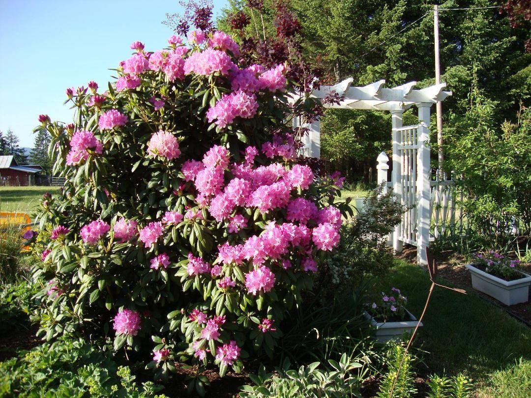 Rhododendron in May