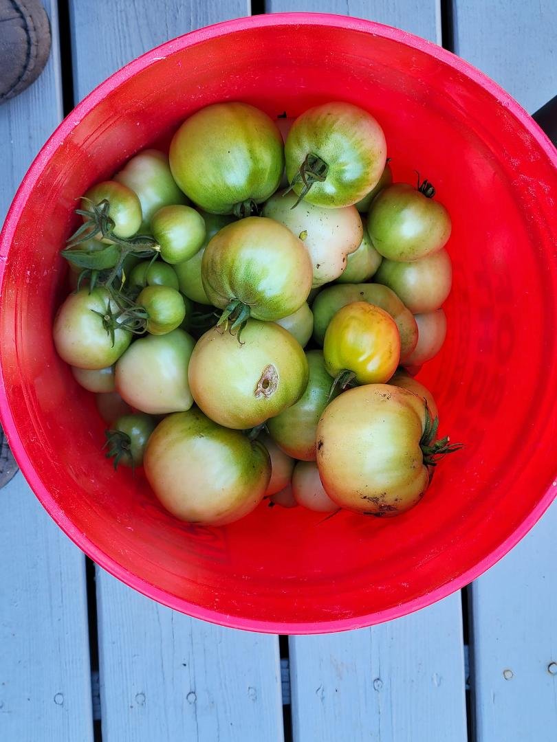 Anyone pickle green tomatoes?? Giving away this bunch. Not many ripened this year. Any takers?