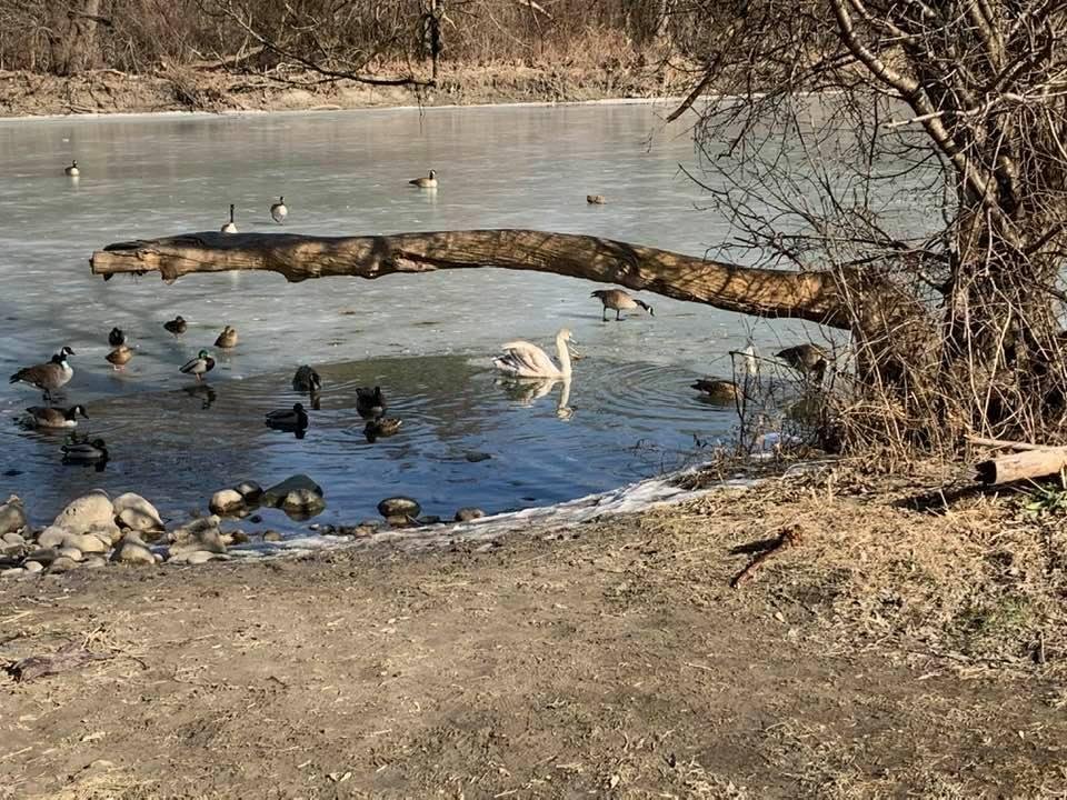 Sun bathing on the Humber River