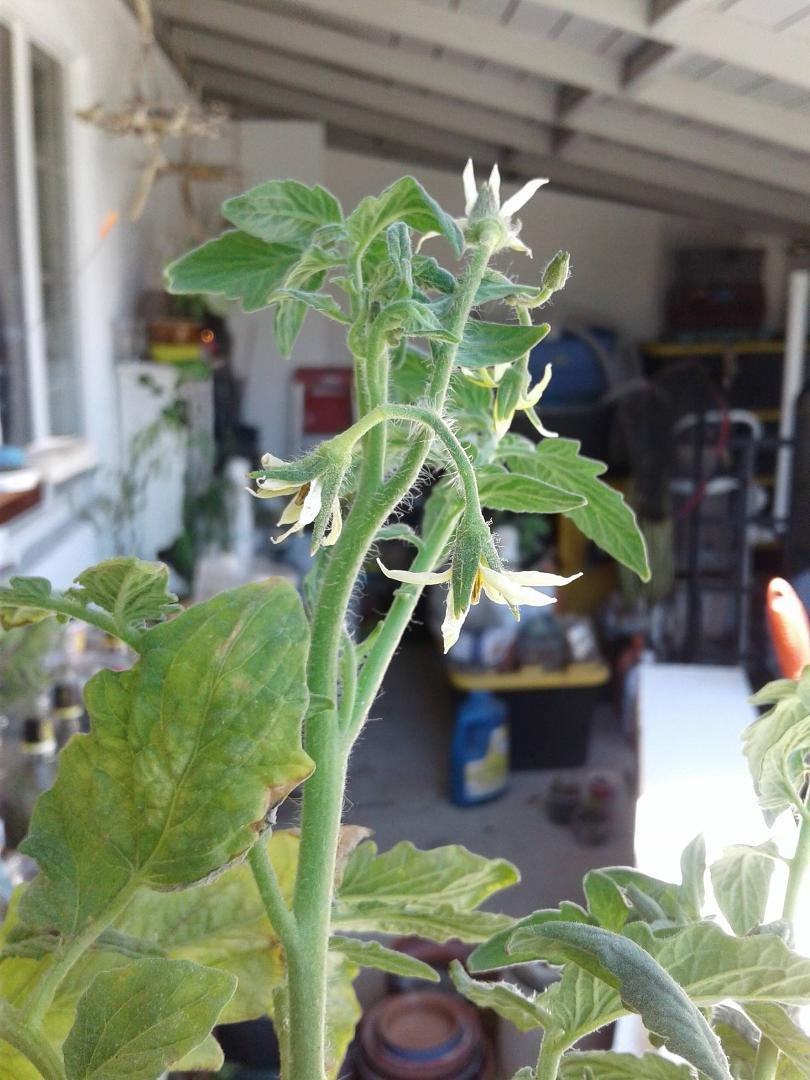 More fresh growth... when I cut this cutting it didn't really even have flowers!