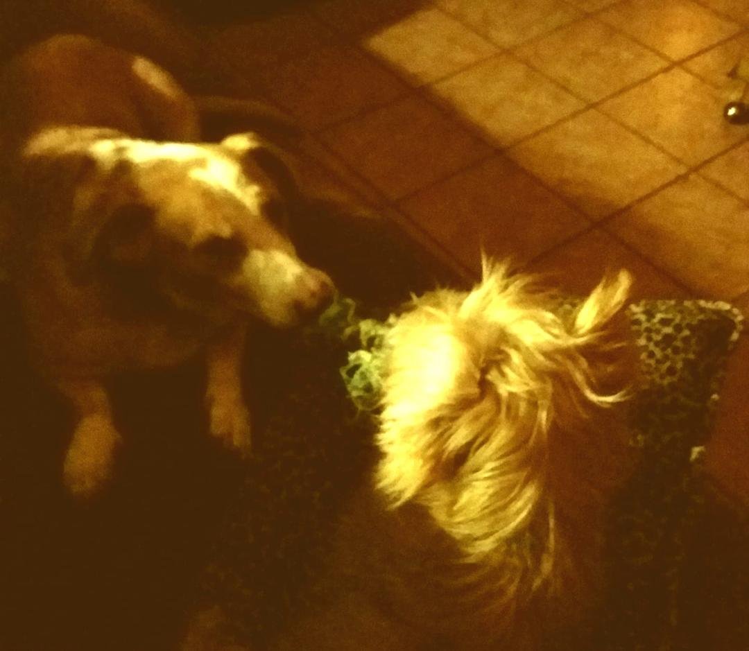 My dogs playing tug...fun to watch