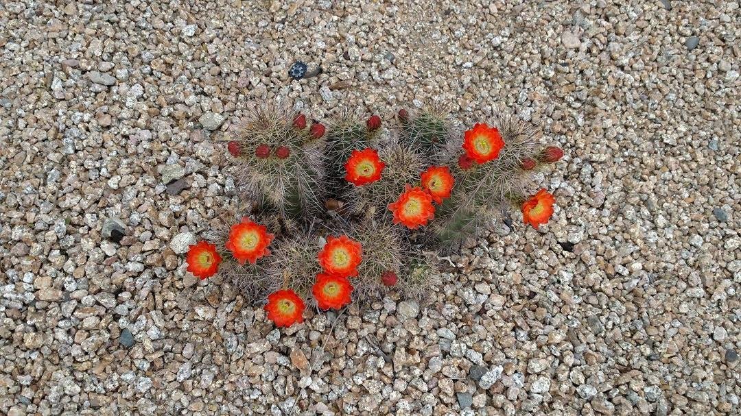 Happy First Day of Spring.
The hedgehog cactus in my front yard decide to bloom today.
