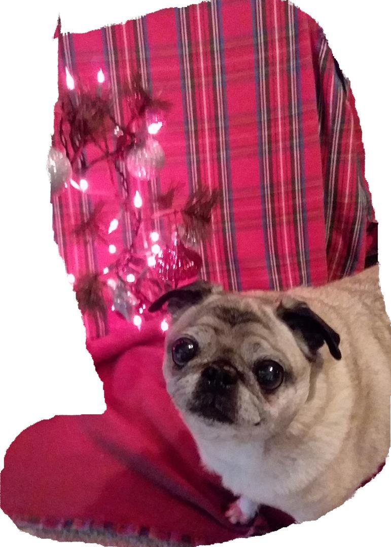 Happy Doggie Day in Heaven - in memory of my darling Honey Bun.