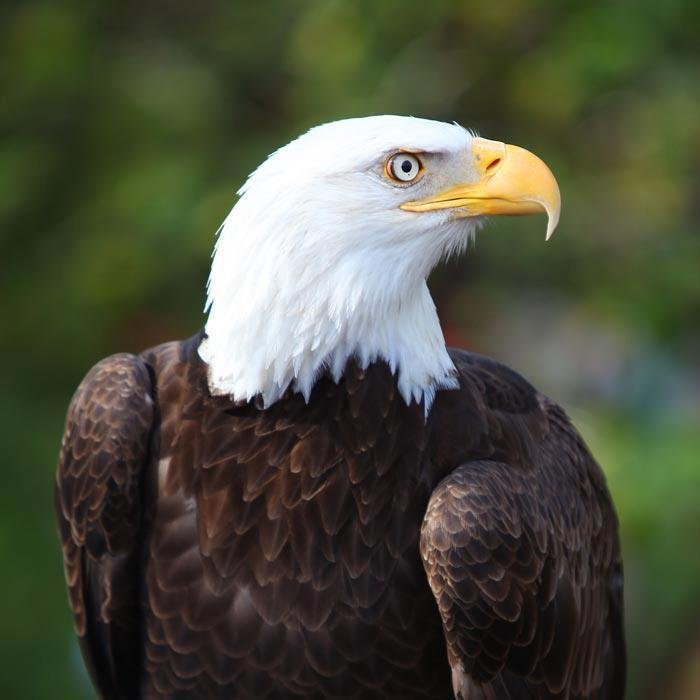 %22American+Bald+Eagle%22+puzzle%2C+from+https%3A%2F%2Fpuzzledhearts.com%2Fph%3Fpid%3Damerican_bald_eagle