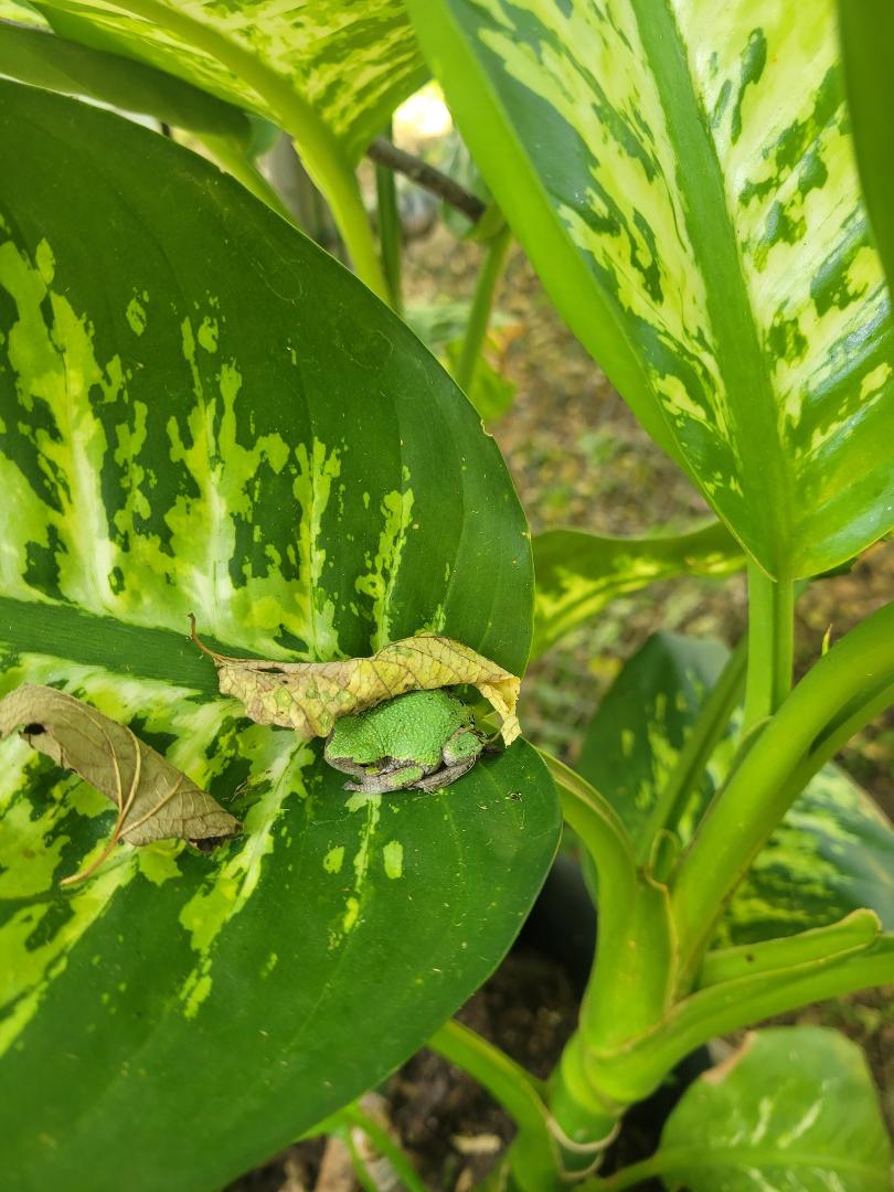 We have a little visitor on our rubber tree ❣️❣️