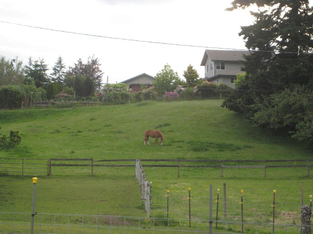 Nice green pasture with Theresa Ostlund Pierson 's horse, Triple, grazing.