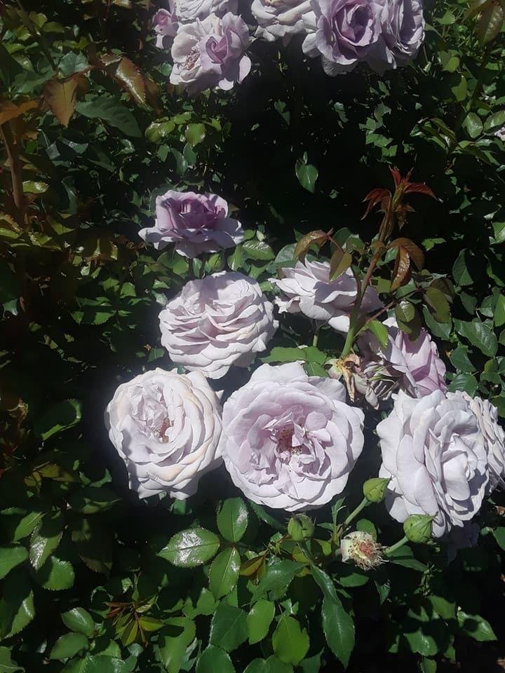 Abigail Aceves' album, Timeline Photos