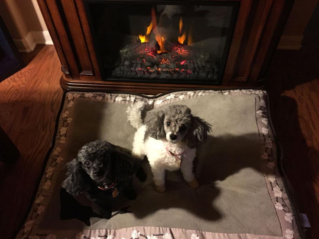 Jazzy and Sassy say Happy New Year to all our friends and family. To all our family watching over us in heaven we miss especially out Daddy