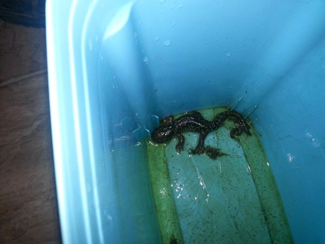 HOLY CRAP !!!!  found a salamander in my basement. OMG I need a vacation