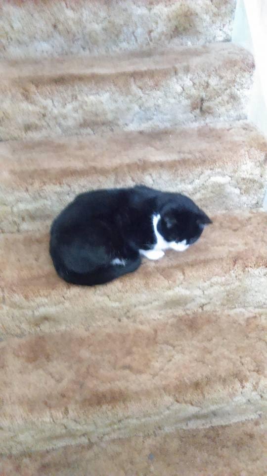 Not Snow Kitty