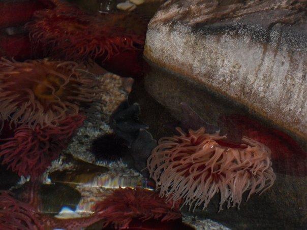 Tabitha Hanke's album, birthday trip to the aquarium 2010