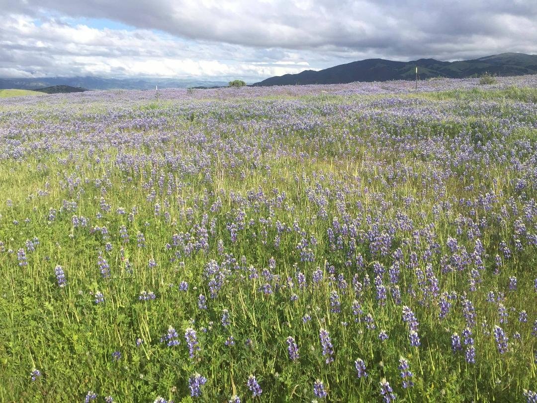 The wildflowers in bloom on a mountain hike near Monterey