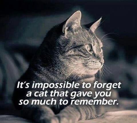 Thinking of Sky and Yankee , miss them.