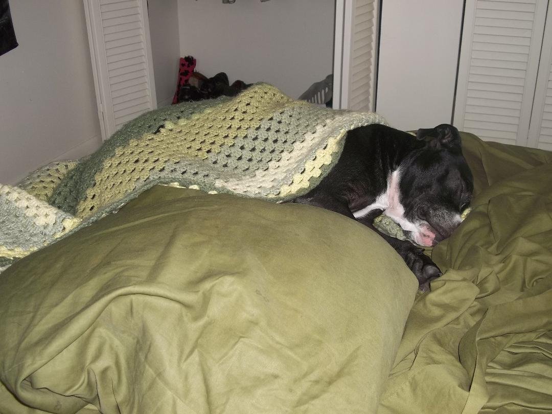 It's just that kind of morning. Drizzle with a chance of rain. Continued gray. 50 shades, to be exact. Bo knows naps.