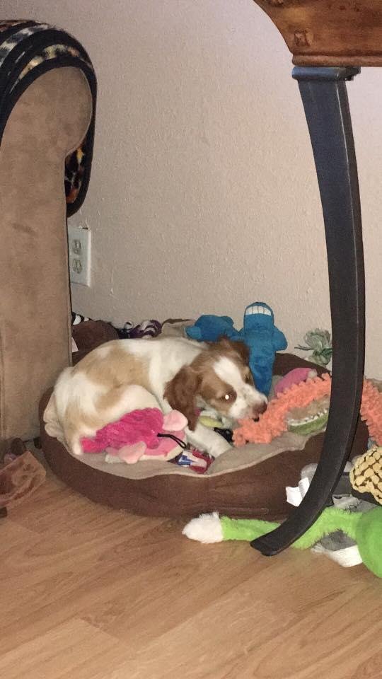 Trying to figure out what he wants to play with