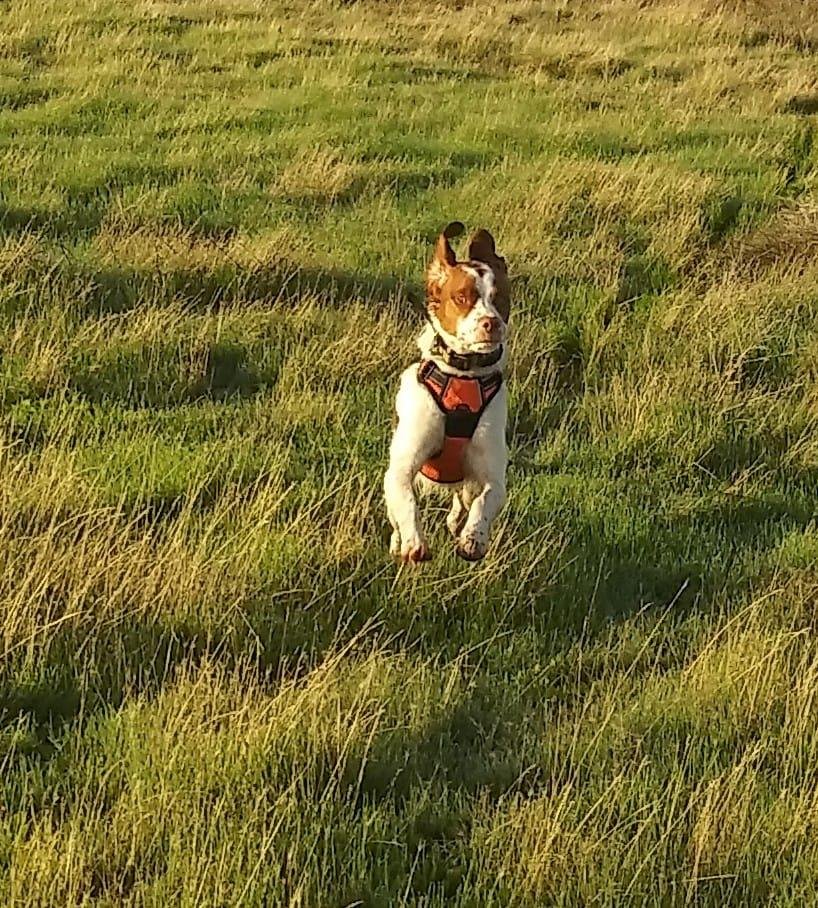 Even at 8 months old he found 5 chucker and 2 pheasants. By the end of this season Jake should be dialed in for next season