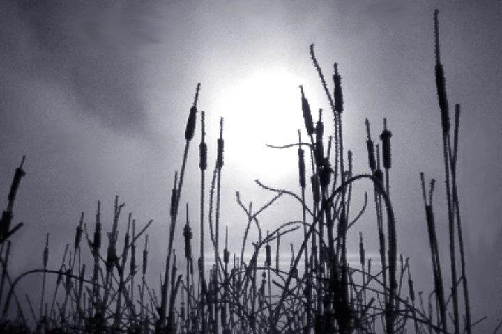 Cat Tails Kendrick Lake
Lakewood, Colorado