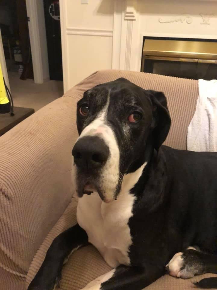 Happy birthday to my son’s Great Dane. He turned six today. A 160 lb. baby.