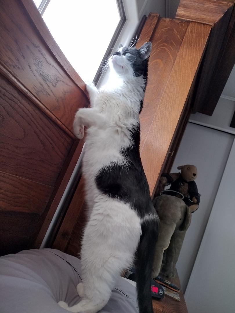 Pekah-Boo watching the neighbor's cat this morning