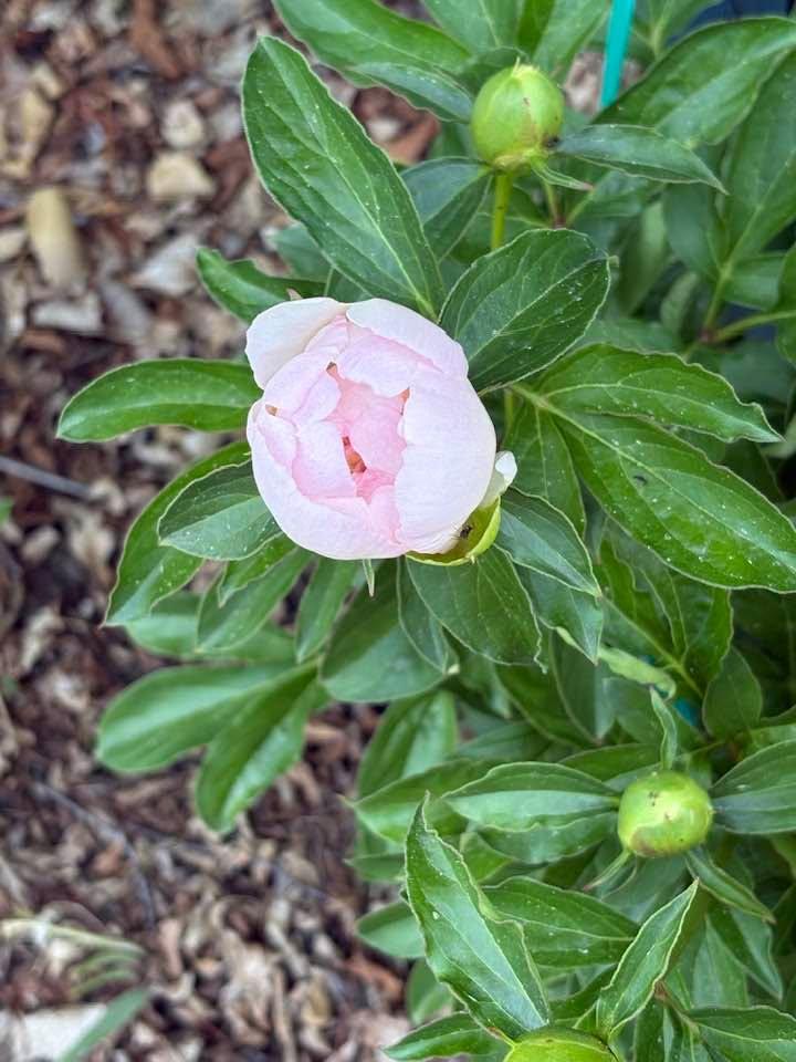 Robert Shippobotham's album, Timeline photos