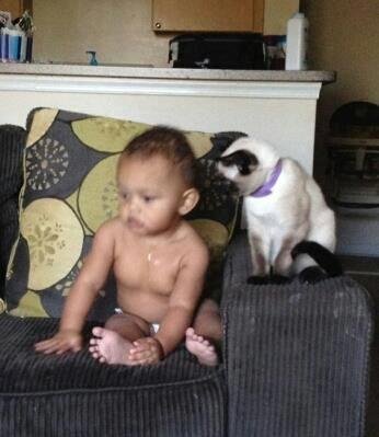 Payten training the cat
