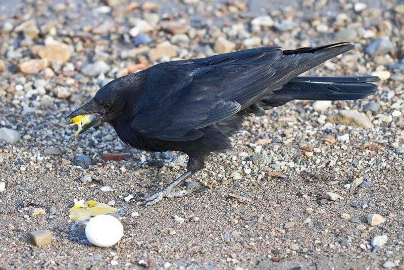 Mark May's dinner