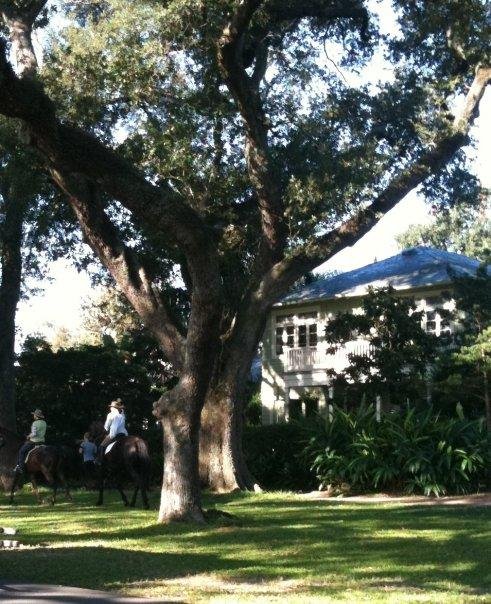 Horses on the Path (in Audubon Park)