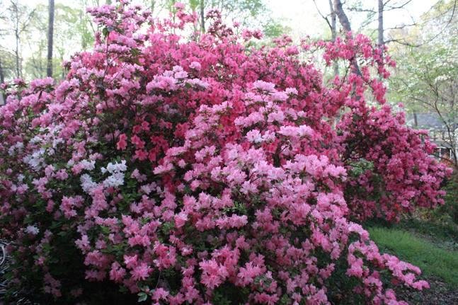 Ted Johnson's album, Azaleas — previous home in GA