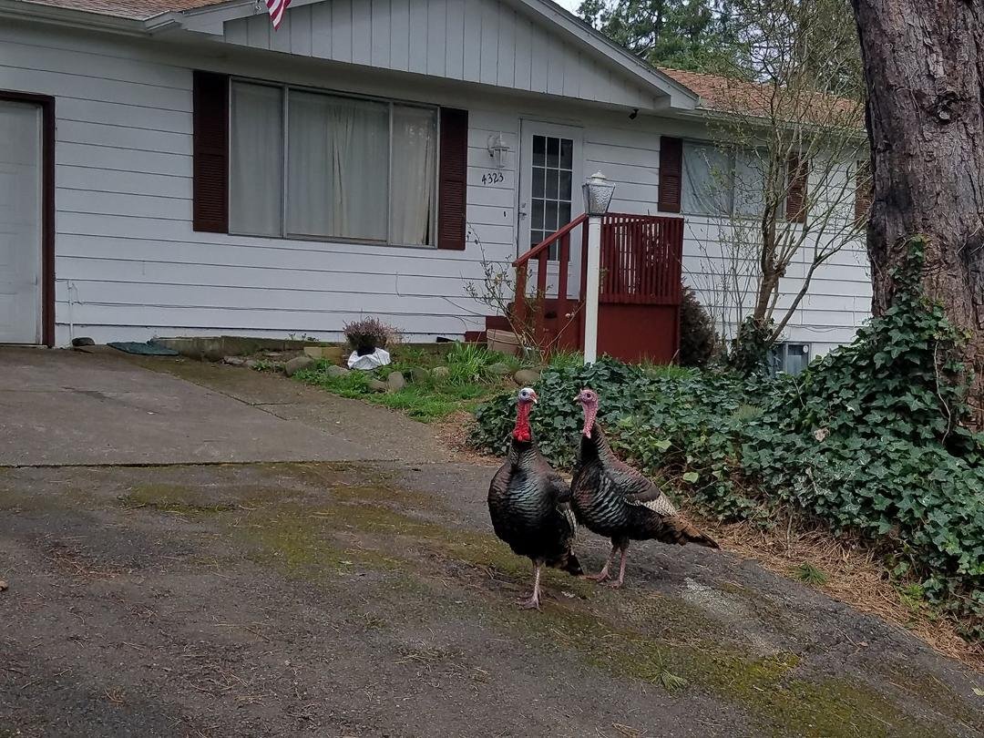 Couple of turkeys walking around our neighborhood this morning.  Total of four in the group.