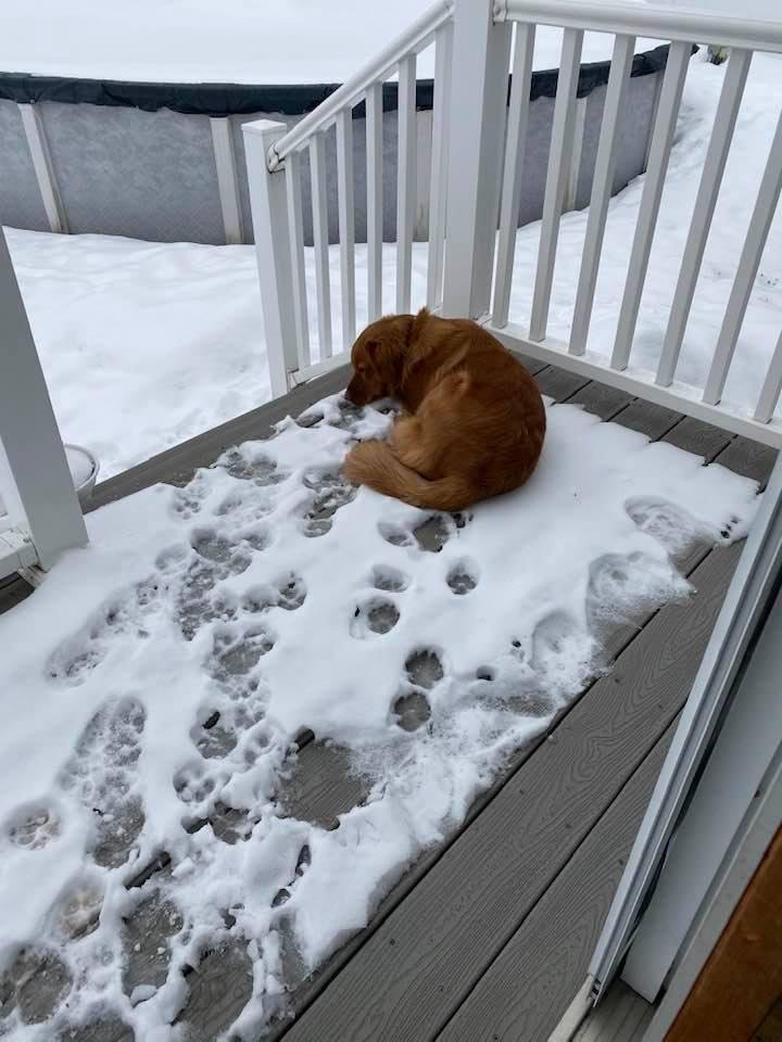 Our silly boy LOVES the snow! Then he licks it! ❄️🐶