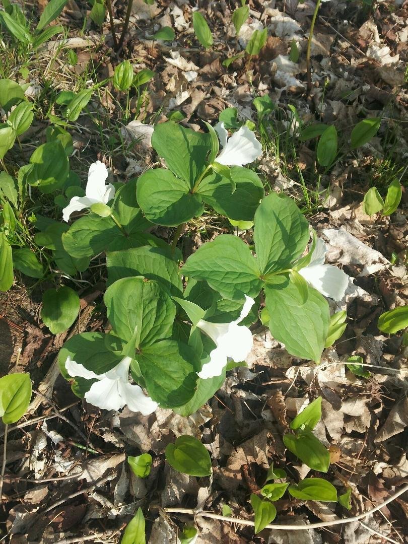 trilliams provincial flower on my morning walk