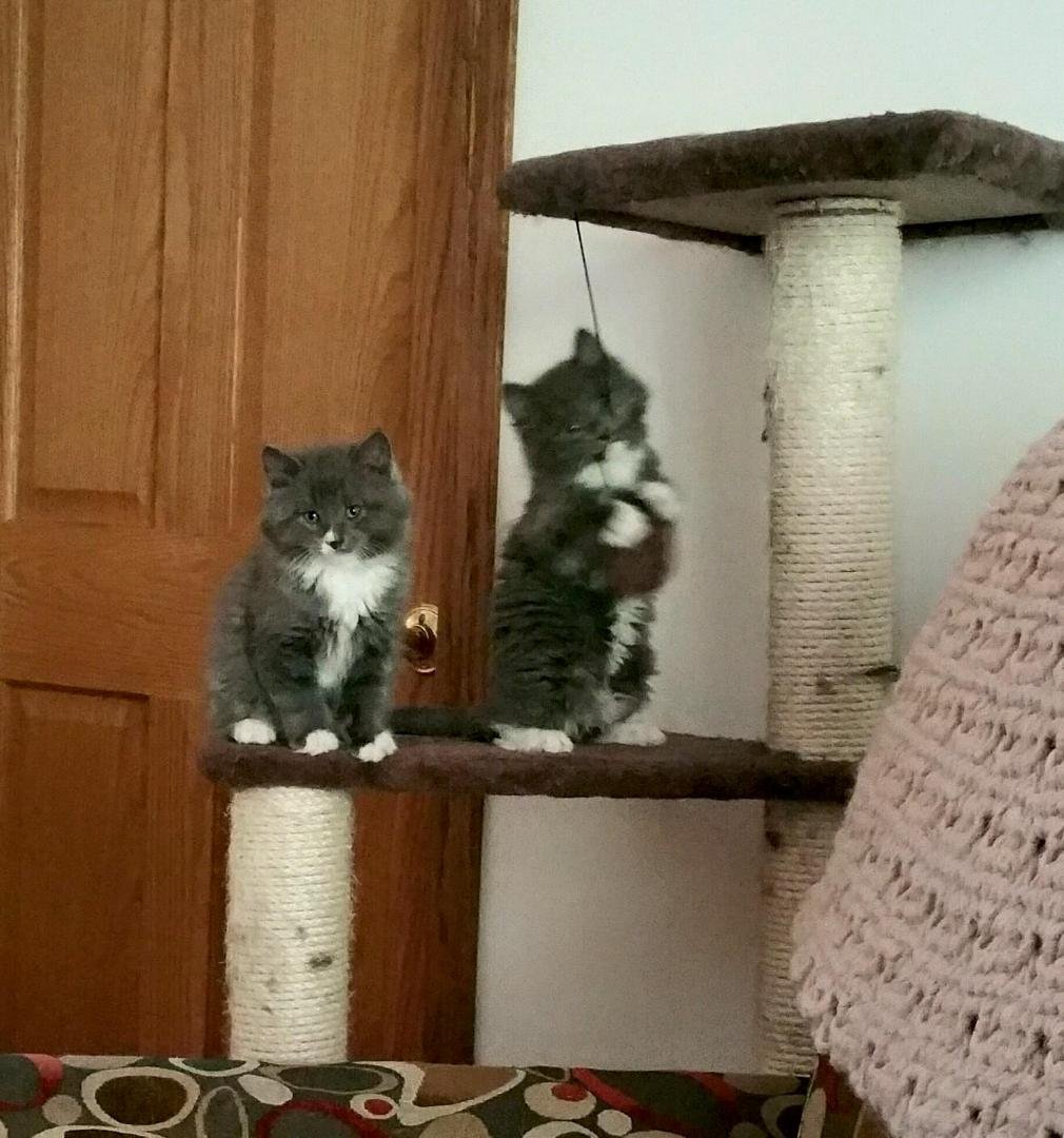 Here are the kittens that I rescued. They are so sweet and growing like weeds. The one holding on to the ball is Scoops and the one sitting down is Finnegan