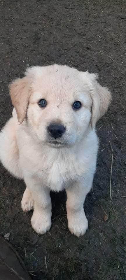 For the second time in my life, I suddenly, and surprisingly, have a new dog.