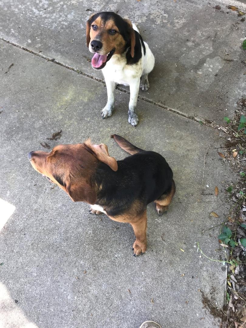 Two lost dogs found on Greathouse Rd April 5.