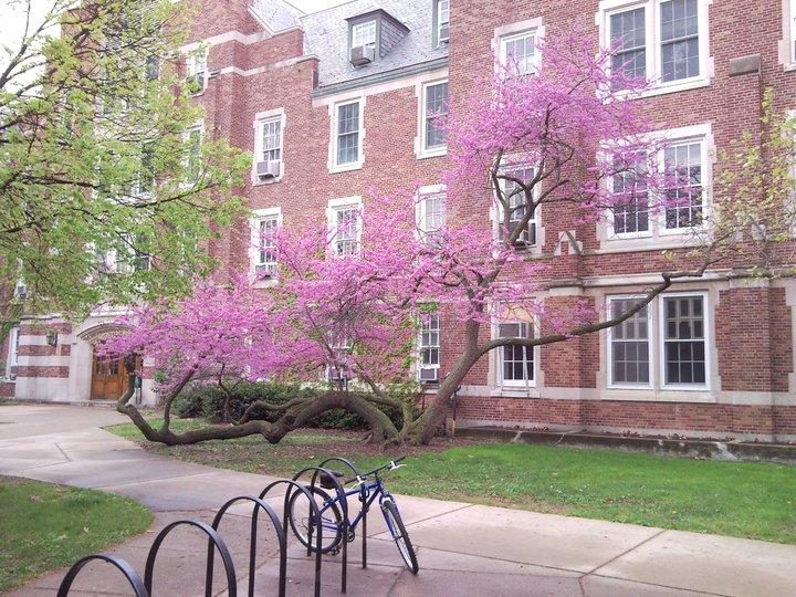 This was the largest Redbud tree I have ever seen. Found on MSU campus.