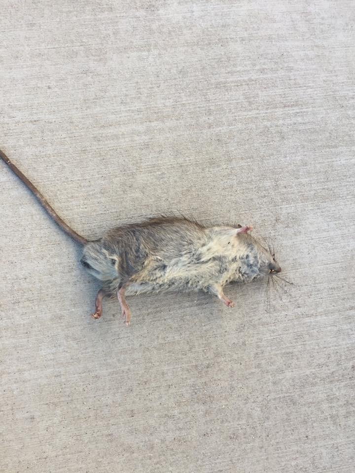 Looks like another worn out superintendent, Rest In Peace OL buddy