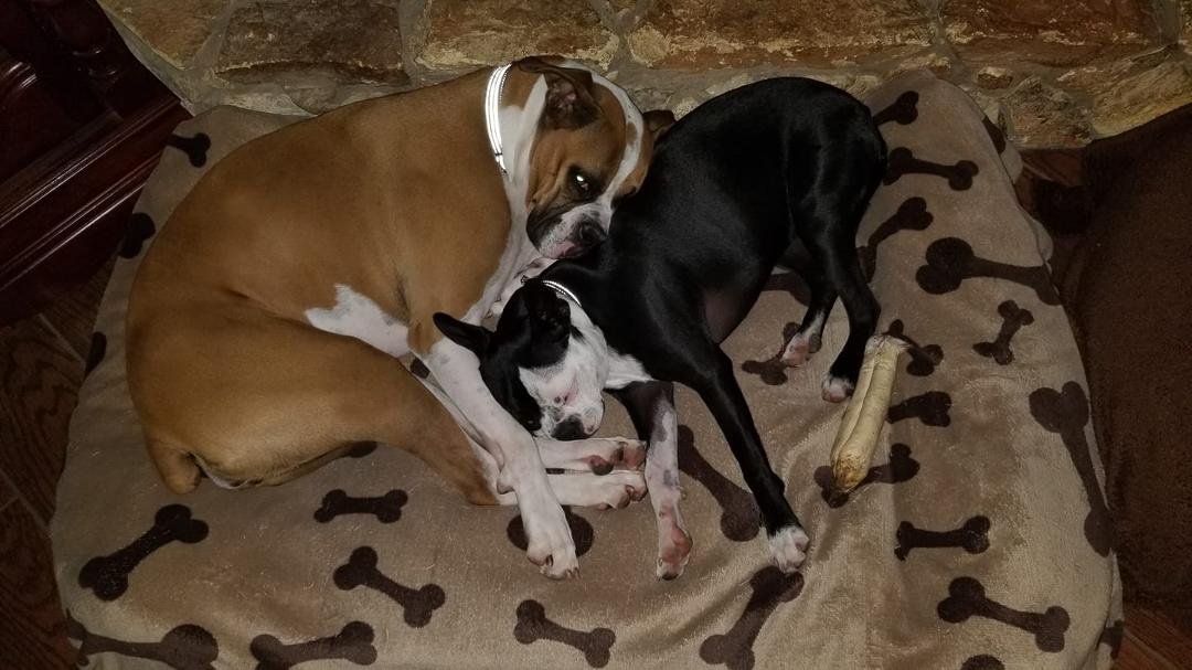 I'm glad these 2 love each other. They are totally worn out from playing all day.