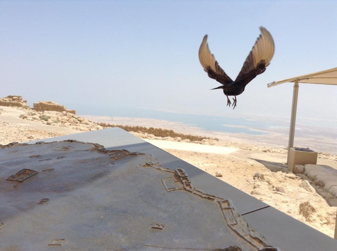 "Bird over Masada, Israel"