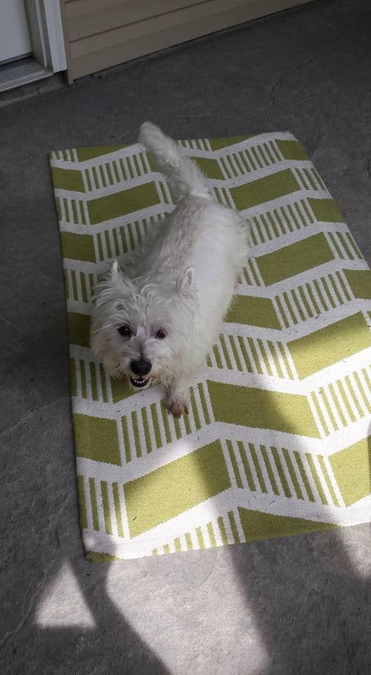 Taylor loves the new rug from Kim D too. Isn't she cute