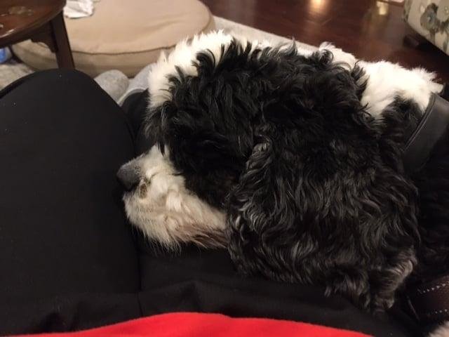 Our most valued and loved Bailey is now experiencing end-stage liver disease. He sometimes seems to drift into his own world. He’s always been affectionate and very content as long as he can be with his human family. He sti