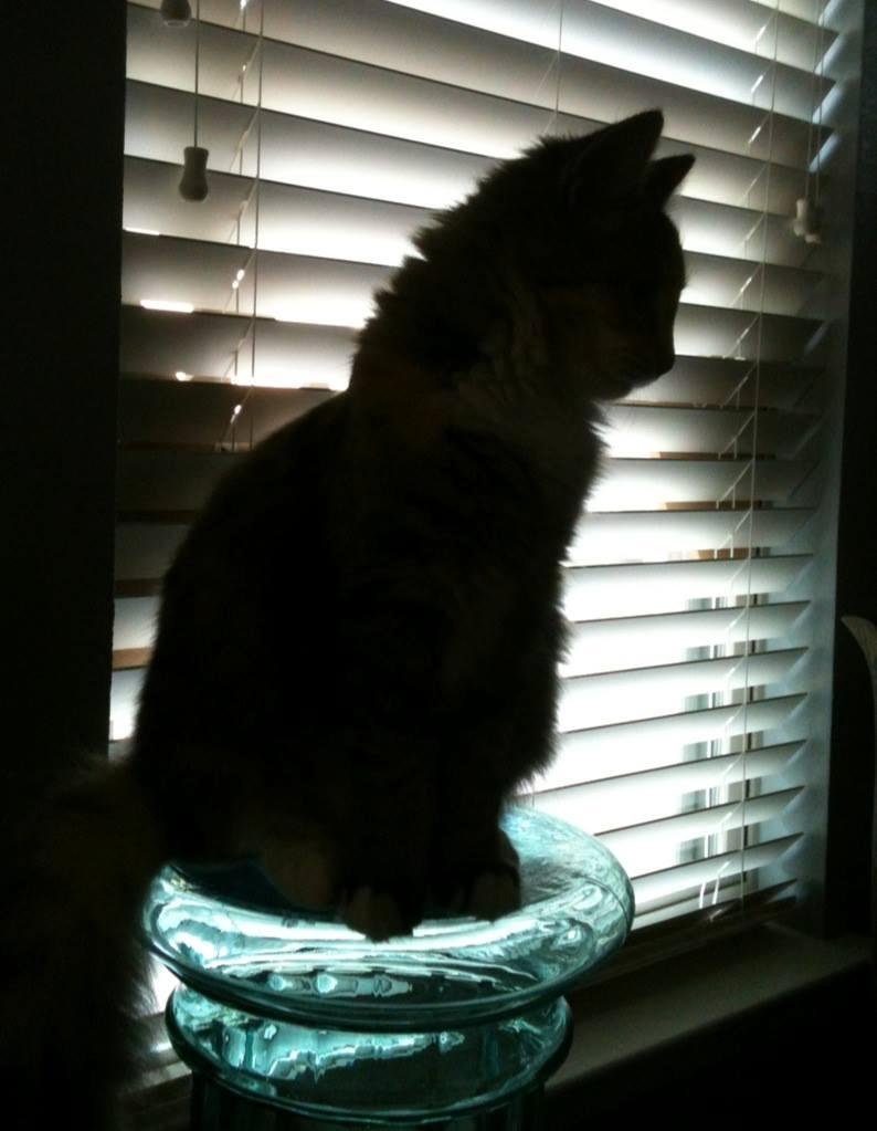 Kitty on a Pedestal