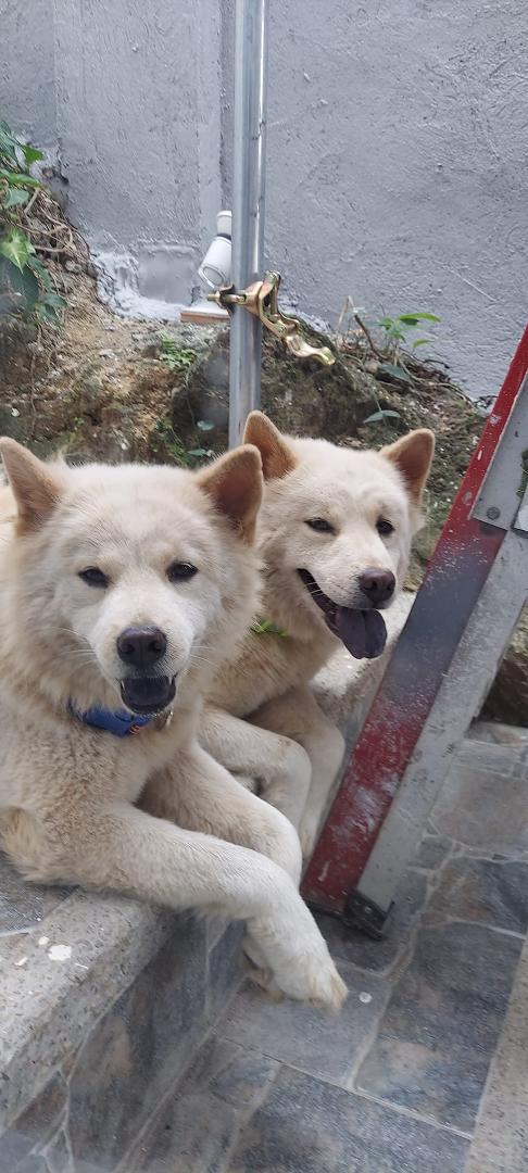 My guard dog babies in Philippines.  Ginger and Lemon.