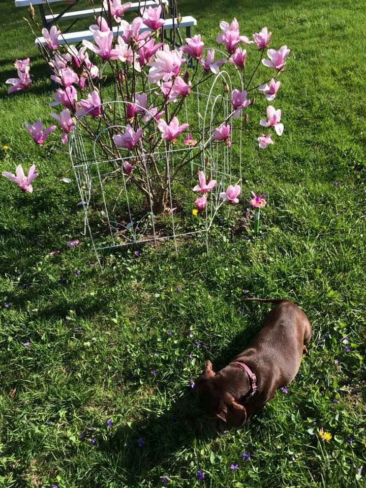Heidi