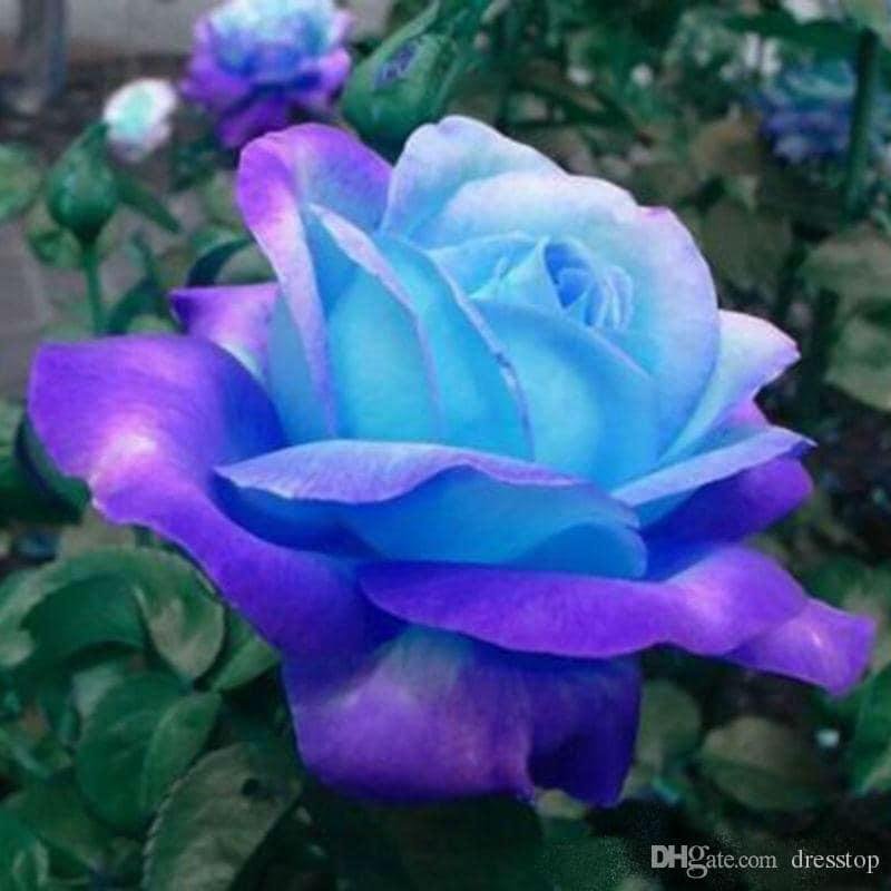 Something beautiful. Please put all the hate and angst aside and look for beauty and peace. Only God provides!