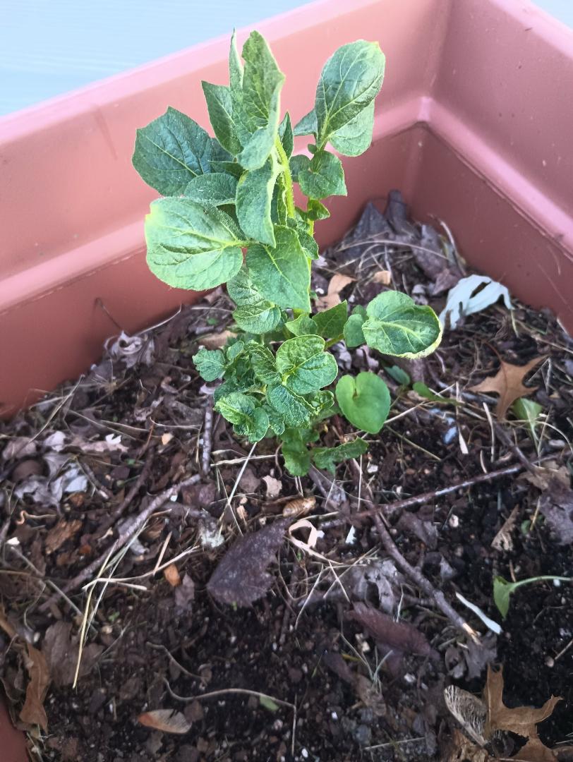 A couple weeks ago I had a Russet potato that got too old to eat. I cut three of the sprouted eyes and planted them. Just for fun. One of them took, so I will have a tater later.